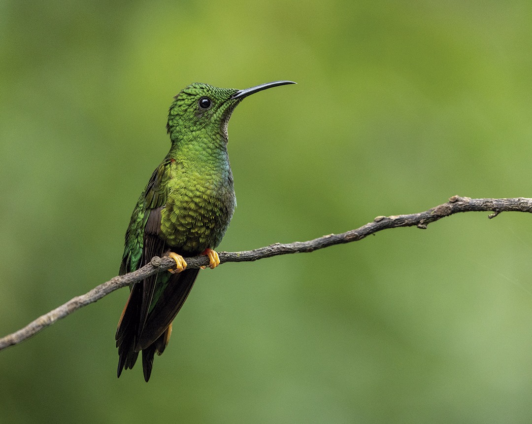 amazon-rainforest-birding-2