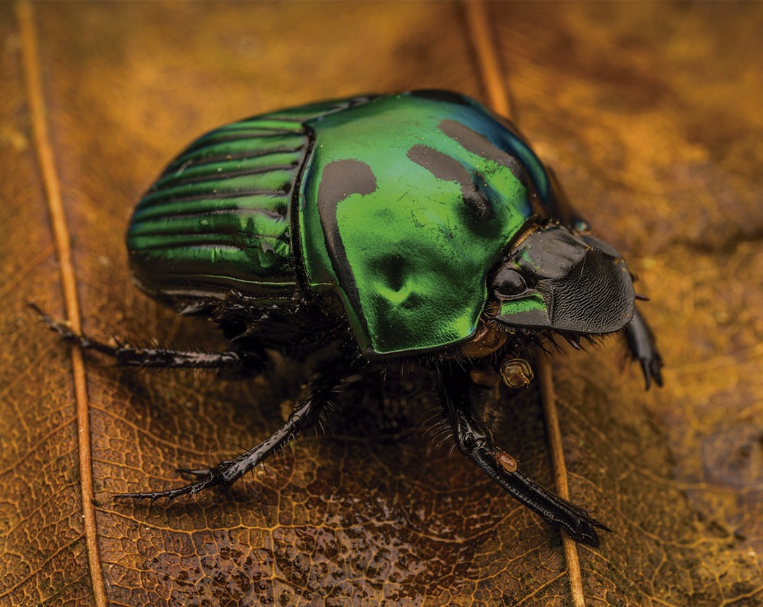 amazon-rainforest-bug
