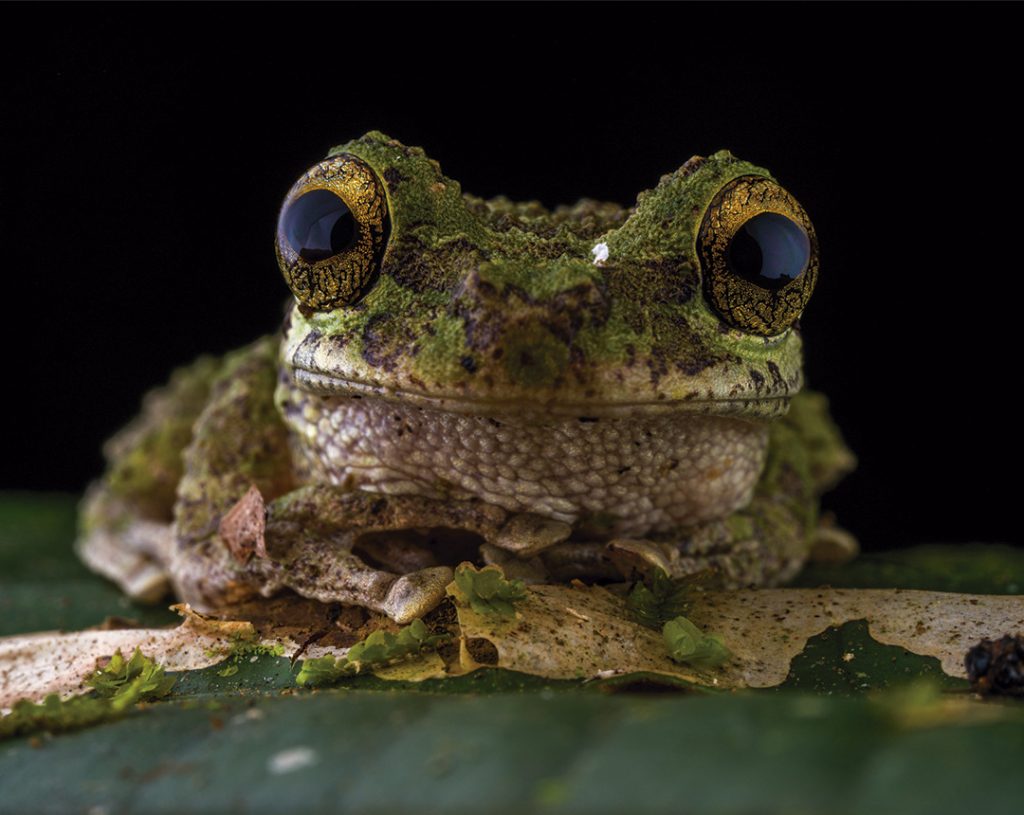 amazon-rainforest-frog-2